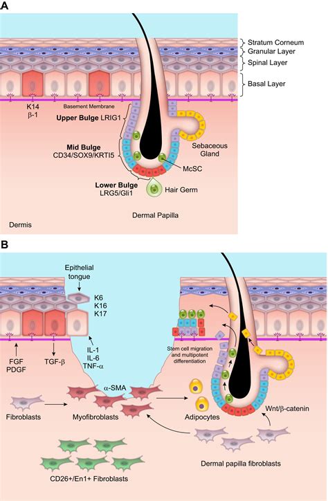 Wound Healing: A Cellular Perspective | Physiological Reviews