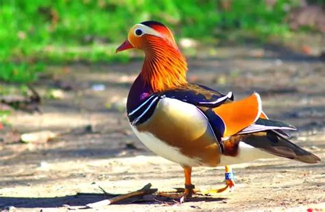 Mandarin Duck - Description, Habitat, Image, Diet, and Interesting Facts