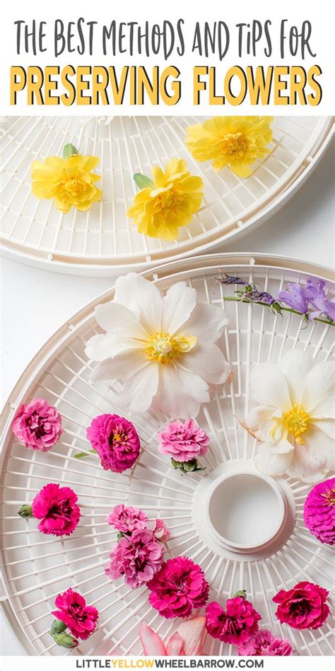 How to Dry Flowers - We Tested 5 Different Methods to Find the Best ...