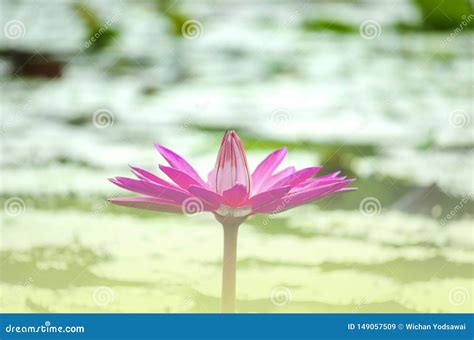 Beautiful Pink Lotus Flower on Water Pond after Rain in Reflection with Pastel Light in Garden ...