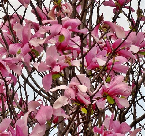 Japanese Magnolia...photo by Joy Fussell | Japanese magnolia, Nature garden, Mother nature