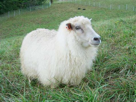 Icelandic sheep in full wool | Asheville Farm in Asheville, NC