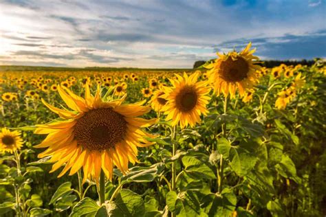 American Giant Hybrid Sunflower: Growing and Enjoying This Beautiful Bloom - Minneopa Orchards