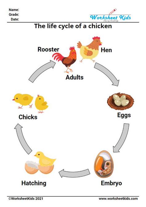 life cycle of a chicken lesson plan - Perla Baumgartner