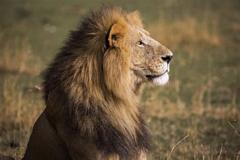 Partnerships key to protecting wildlife in Nigeria - Wild Africa Fund