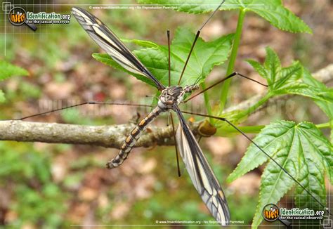 Cranefly