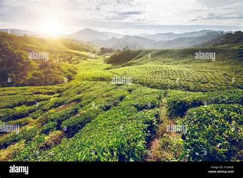 Tea plantation in Cameron highlands Stock Photo - Alamy