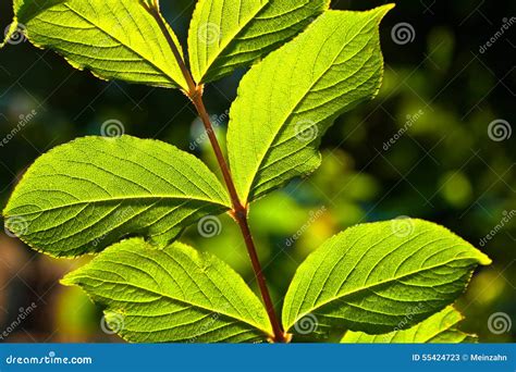 Beautiful Leaves of a Hazelnut Tree Stock Image - Image of detail, flora: 55424723