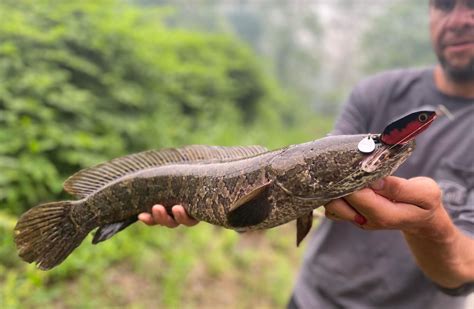 Can You Eat Snakehead Fish? | Outdoor Life