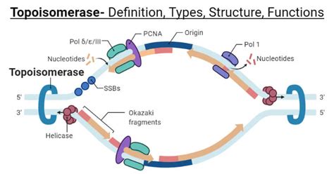 Topoisomerase: Types, Structure, Functions, Mechanism