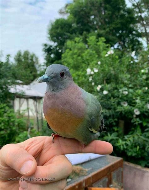 Pink-Necked Green Pigeons for sale