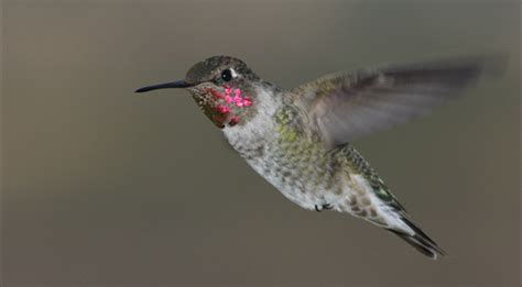 High-Speed Video Helps Scientists Understand Hummingbird Pollination