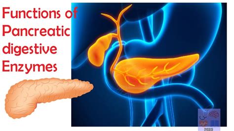 Pancreatic digestive enzymes & their functions-Medicine basics simplified - YouTube