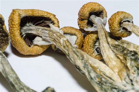 Benefits Of Microdosing With LSD And Psilocybin Mushrooms - Reset.me