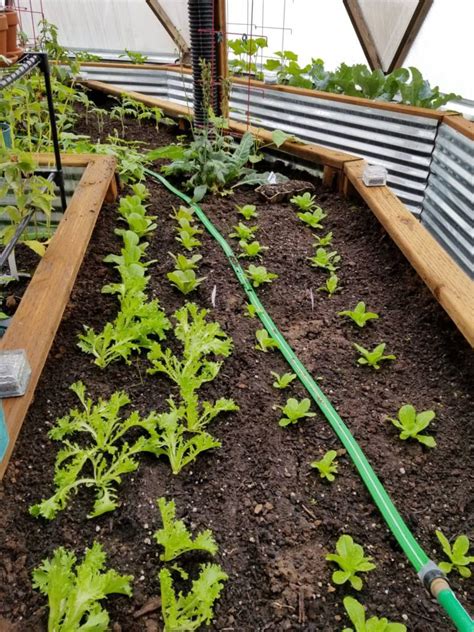 Organic Pest Control in a Greenhouse - Growing Spaces