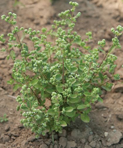 Sweet Marjoram Growing Information: How to Plant & Care For