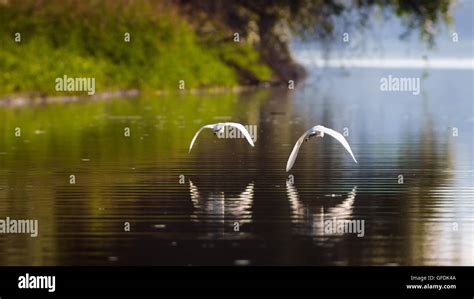 Happily ever after, Happy ending Flying together, partnership, love, Little Egrets, fairy tales ...