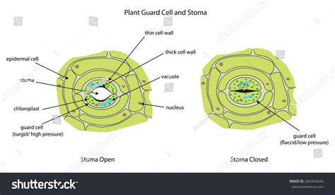 Labeled Diagram Showing Plant Stoma Open And Closed. Stock Vector Illustration 260400644 ...