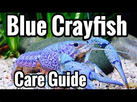 Electric Blue Crayfish Care - Aquarium Guide - YouTube