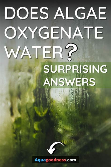 Does Algae Oxygenate Water? (Surprising Answers)