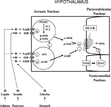 The Leptin/Melanocortin Pathway The integration of signals from... | Download Scientific Diagram