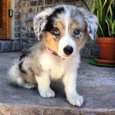 Australian Shepherd Corgi Mix Puppies For Sale | PETSIDI