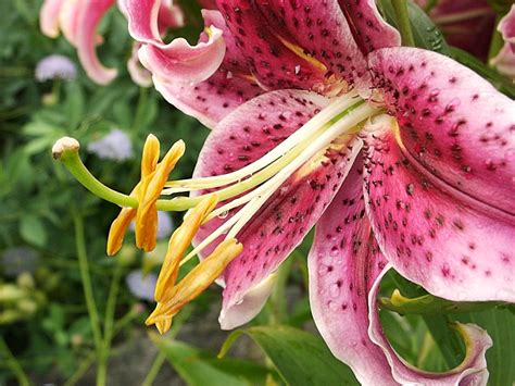 Eye Candy for the Famished: Star Gazer Lily - Lilium Liliaceae Oriental Hybrid