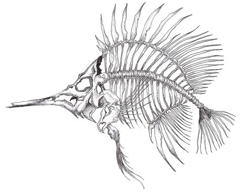 Dessin d'un poisson squelette/ Drawing of a Skeleton fish | Dessin ...