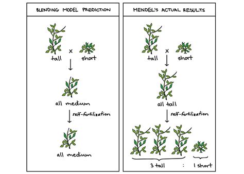 Why Did Mendel Use Pea Plants - Plants BS