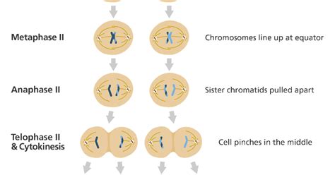 30 HD Haploid Cells Are Formed In - insectza