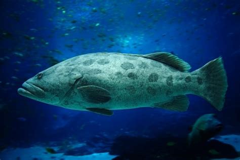 A Guide to the Different Types of Grouper - American Oceans