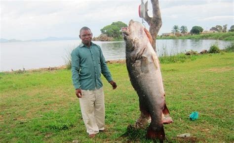 A fisherman admiring a huge catch from Lake Victoria