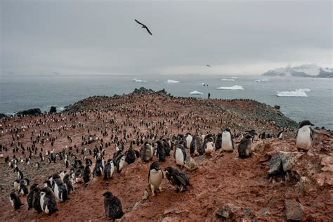 Climate Change Is Hurting Penguins Unevenly in Antarctica - The New ...