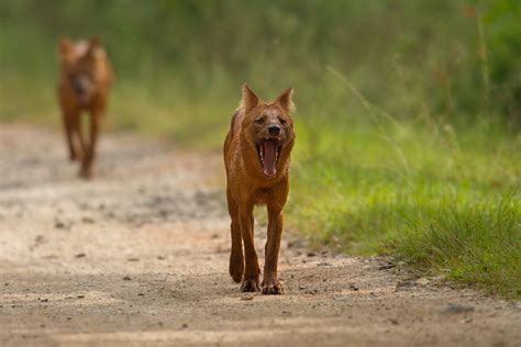 Conserving the Dhole in Karnataka’s Western Ghats | Conservation India