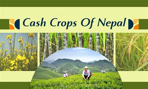 Cash Crops Of Nepal - Main Crops - Nepali Infopedia