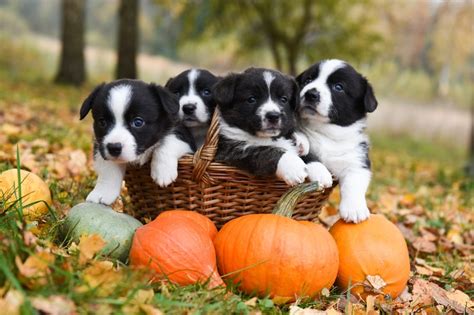 Happy Howlidays! Tips for a Dog-Friendly Halloween Party – Pet Factory