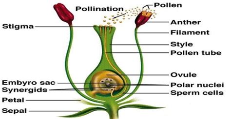 Pollination of Male Gametes - QS Study