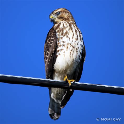 Birds of Prey | Noni Cay Photography