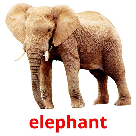 21 FREE Jungle animals Flashcards | PDF | English Words