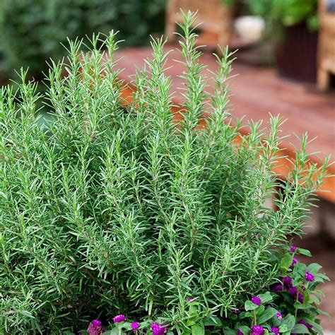 Rosemary Herb – Weston seed