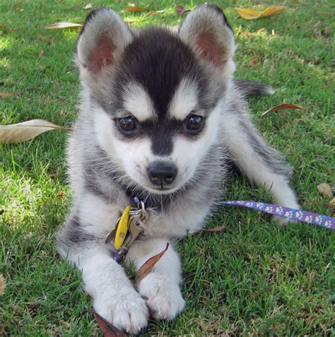 Alaskan Klee Kai Info, Temperament, Puppies, Care, Pictures