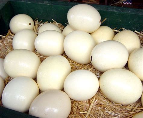 Ostrich Eggs | Pics4Learning