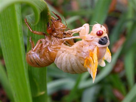 File:Cicada Molting.jpg