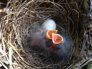 Laurelhurst Blog: Neighbor Takes Video Of Spotted Towhee Chics In Nest ...