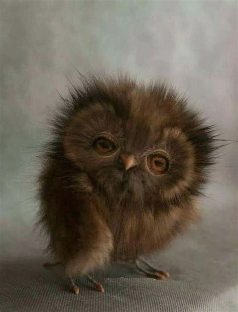 Adorable little baby owl 🦉 : r/Damnthatsinteresting