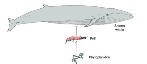 Food chain Definition and Examples - Biology Online Dictionary