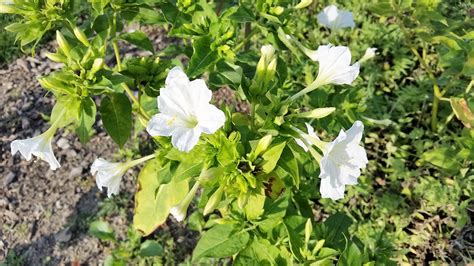 Mirabilis jalapa White