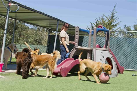 How To Chose The Best Dog Boarding | Pawderosa Ranch