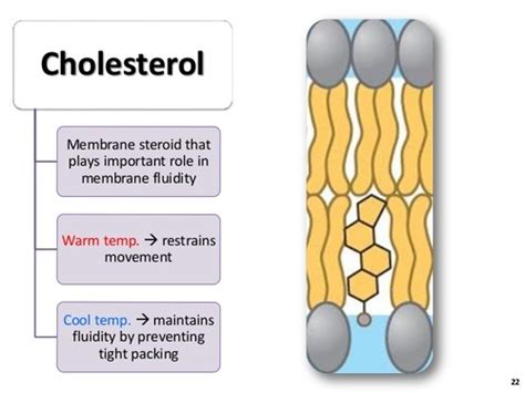 2.1.5 membrane structure and function Flashcards | Quizlet