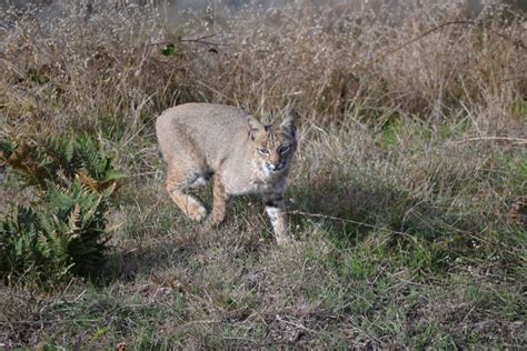 A Bobcat seen in the daylight hours is not unusual for the Mendonoma coast. – Mendonoma Sightings